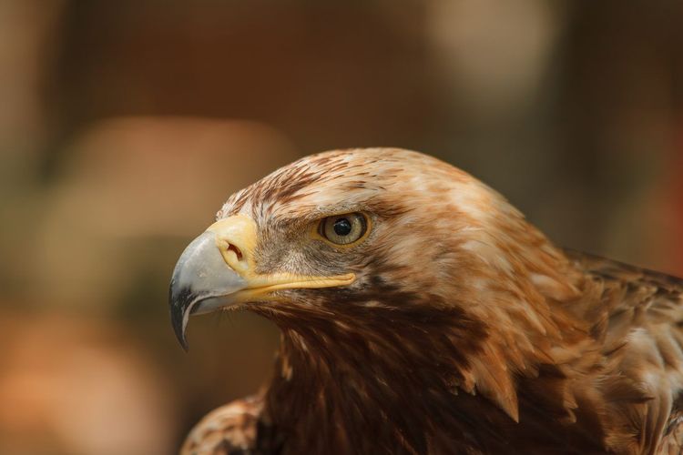 Rocher des Aigles Rocamadour