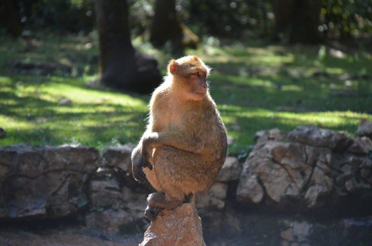 Forêt des Singes Rocamadour