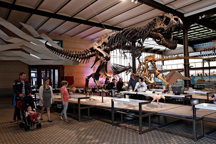 Muséum des Sciences Naturelles Bruxelles