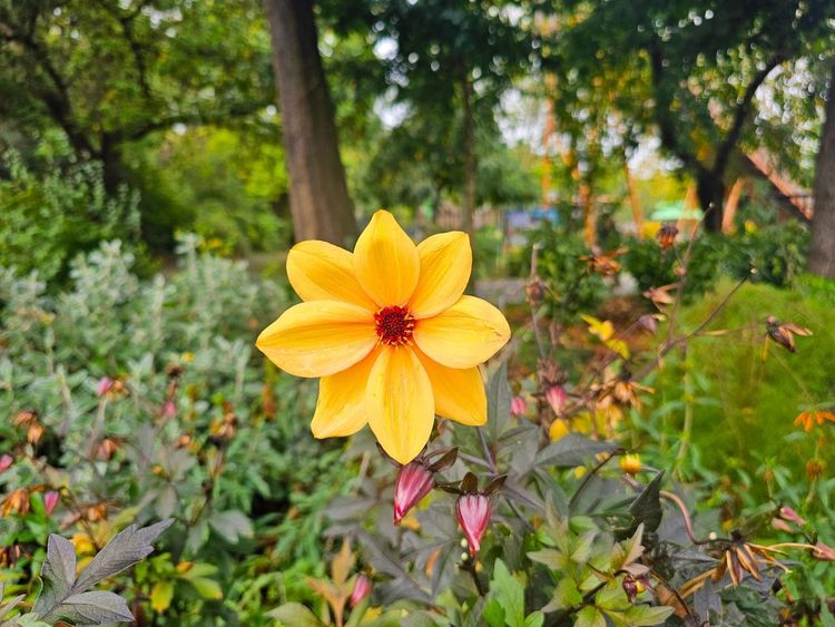 Jardin des Plantes Lille