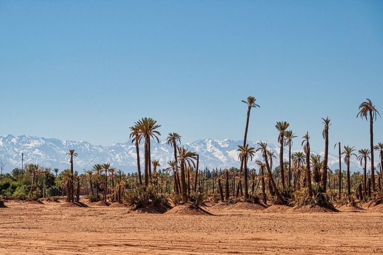 Palmeraie de Marrakech