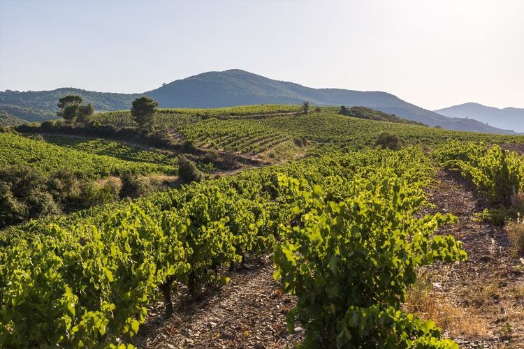 Vignobles Languedoc