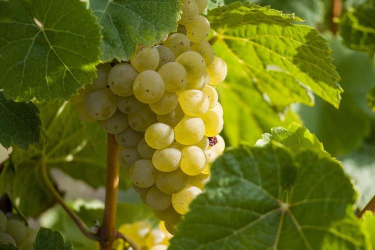 Vignoble Muscadet