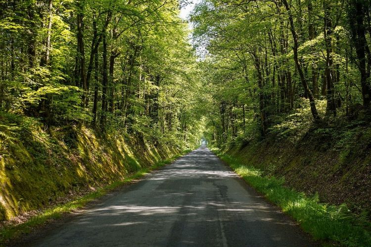 Forêt de Brocéliande
