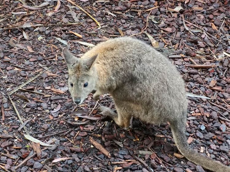 Featherdale Wildlife Park