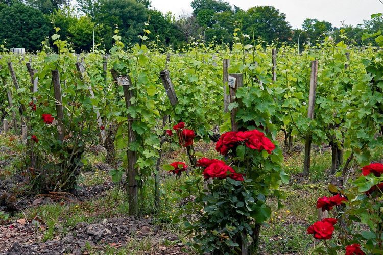 Vignobles Sud-Ouest