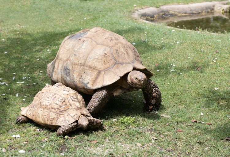 Cupulatta tortues