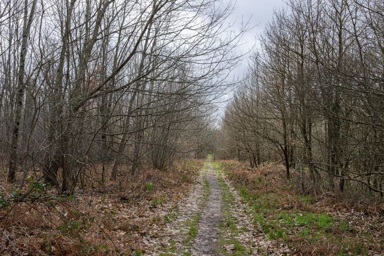 Forêt de Bouconne