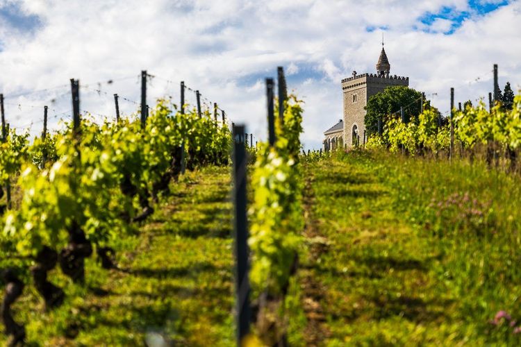 Vignes de Savoie
