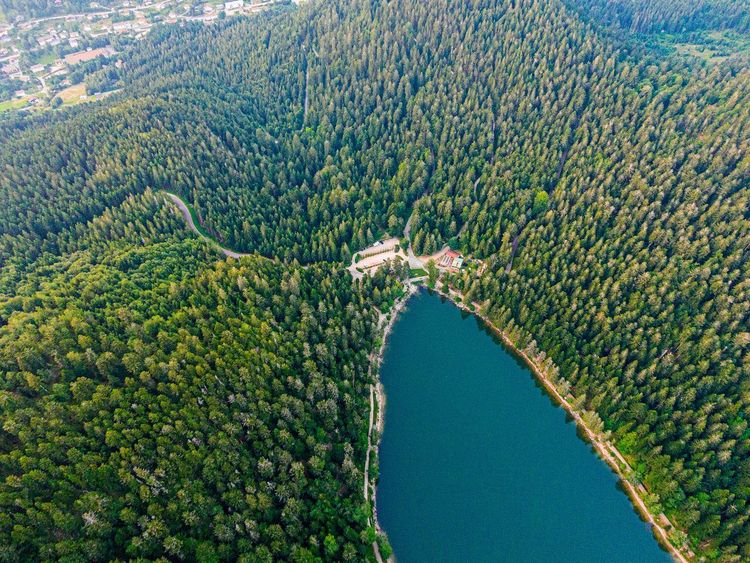 Forêt des Volcans Vosges