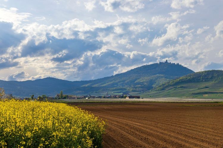 vignoble Alsace printemps