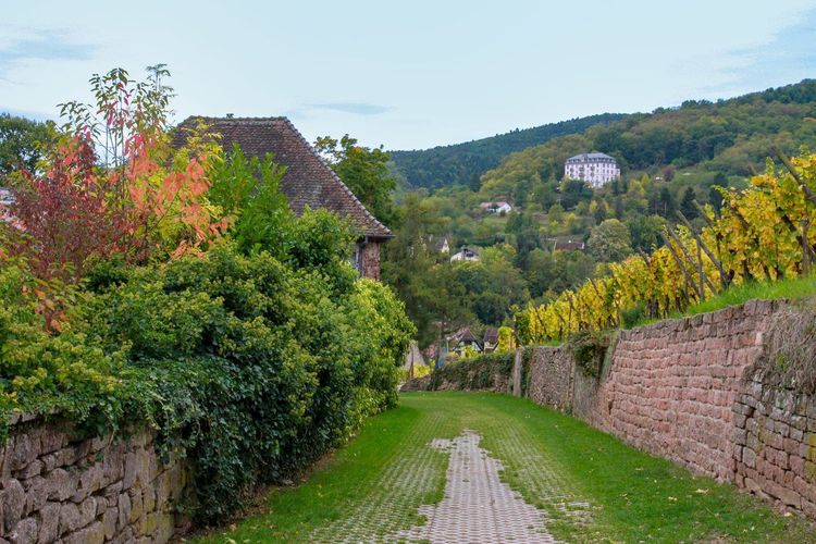 Vignoble Alsace sentier