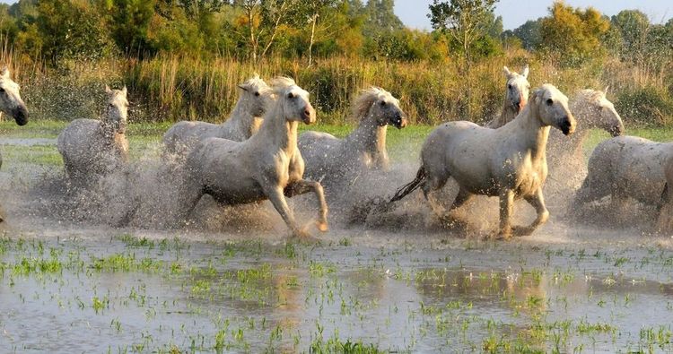 chevaux-camargues
