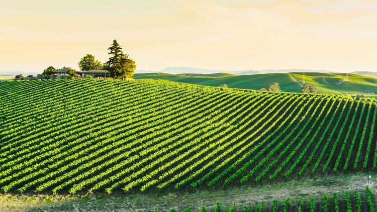 vignoble Cournonsec