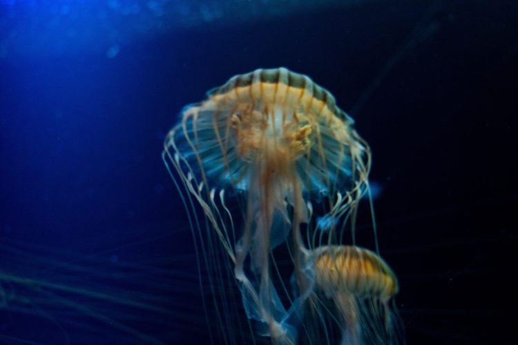 Aquarium de Berlin