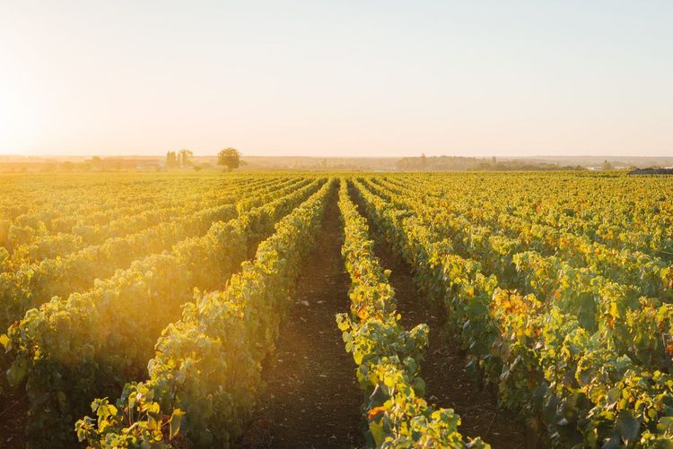 Vignoble Bourgogne