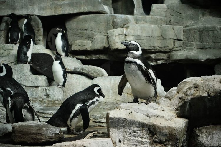 Shedd Aquarium Chicago