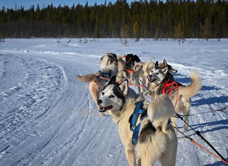 mushing traîneau chiens
