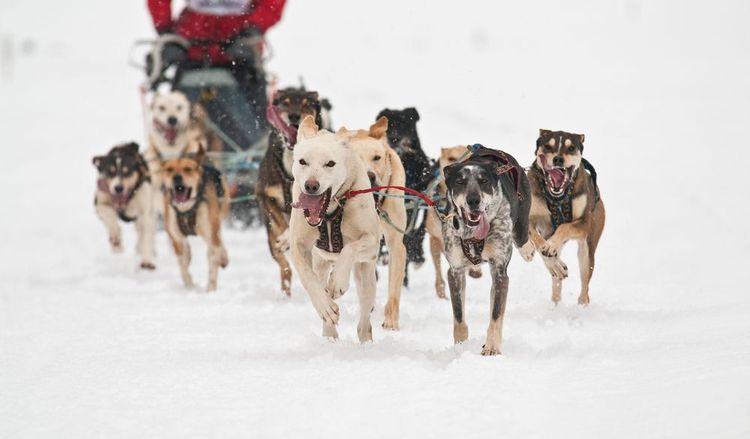 chien-de-traineau-isere