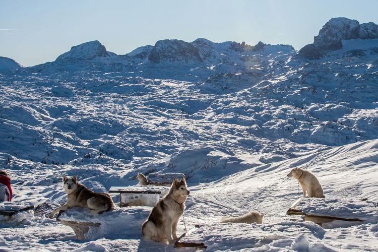 chien-de-traineau-hautes-alpes
