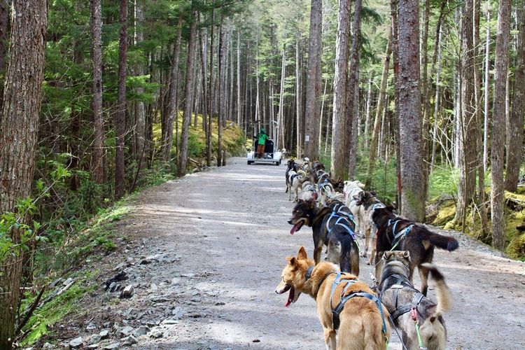 chiens de traîneau huskies