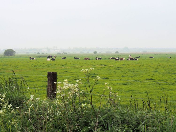 Marais du Cotentin