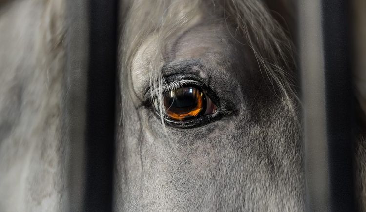 Haras de Pompadour