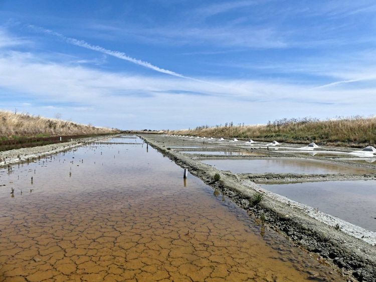 Marais salants île de Ré