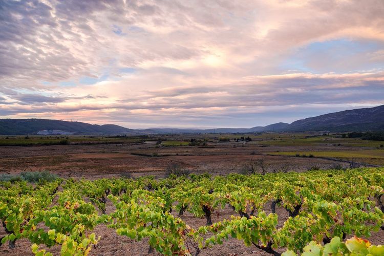 Vignobles Occitanie