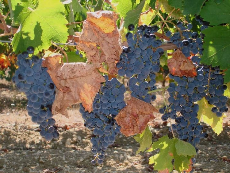 Vignoble de Gaillac