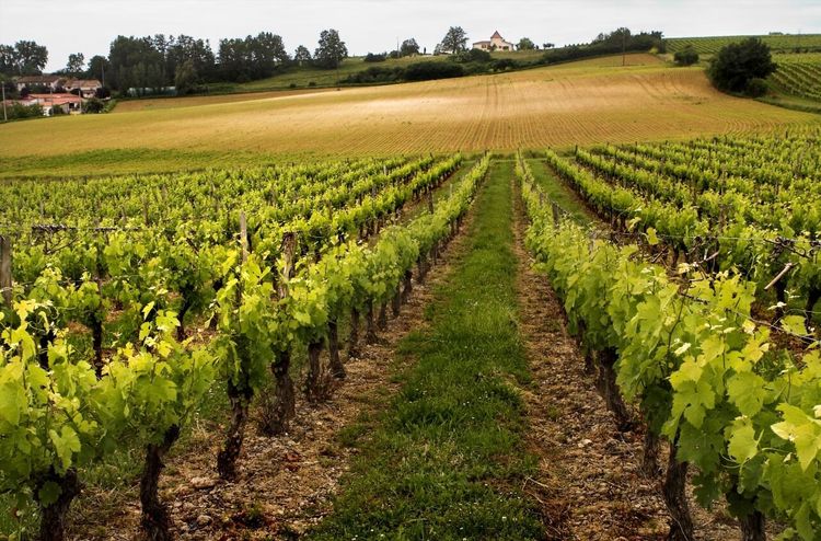 vignoble Lot-et-Garonne