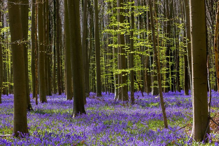 Hallerbos jacinthes