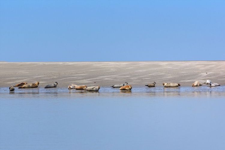 Baie de Somme