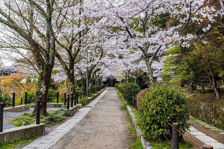 Philosopher's Path Kyoto