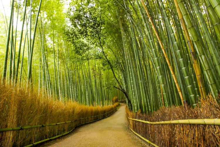 Bambou Arashiyama