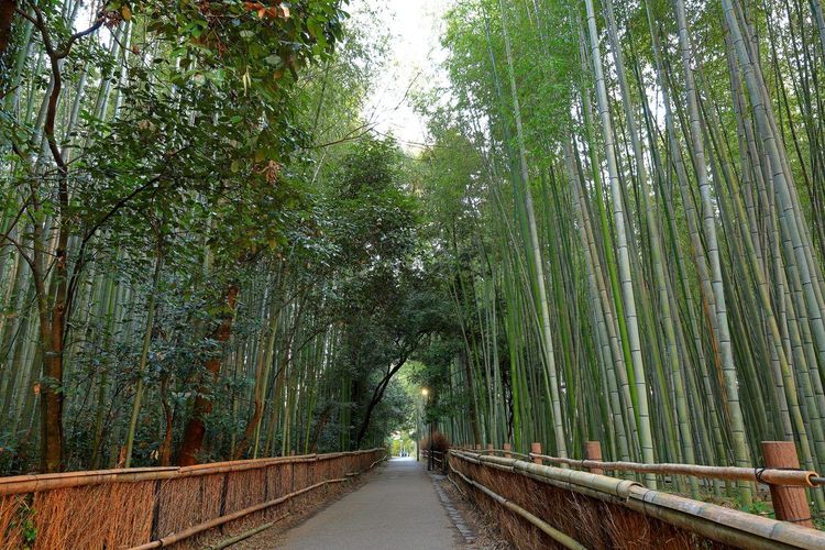 Arashiyama Bamboo Grove