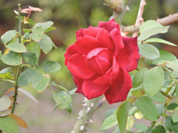 Rosedal Montevideo