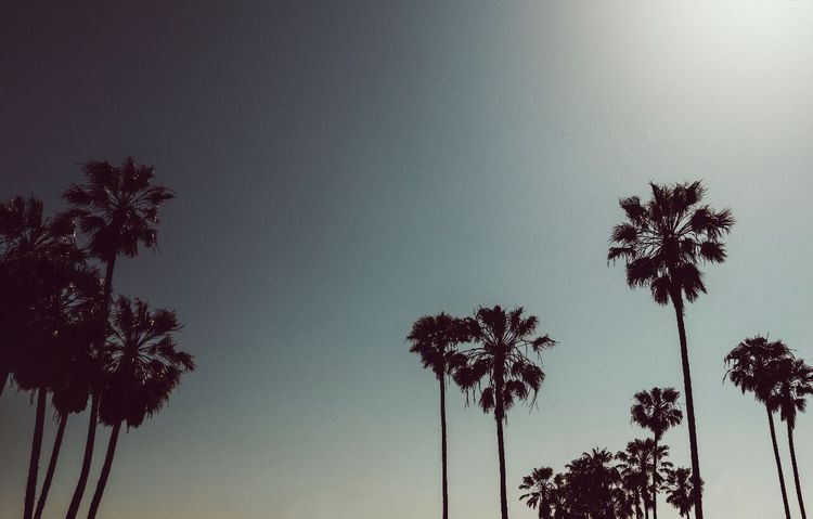 Venice Beach