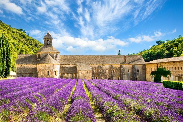 Champs de lavande Gordes