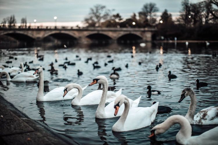 Hyde Park hiver