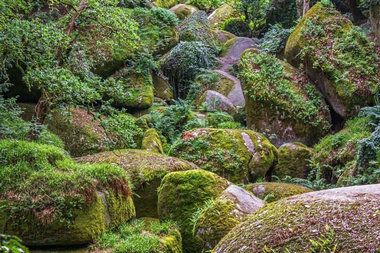 Forêt de Huelgoat