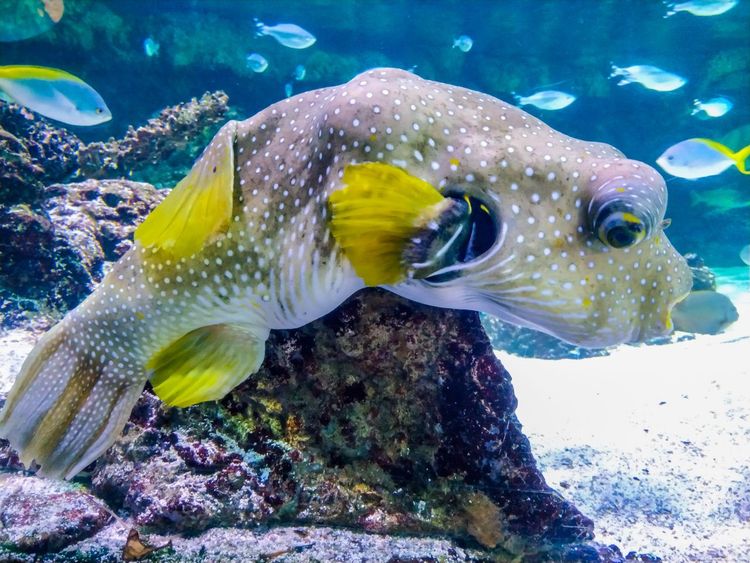 Aquarium de La Rochelle