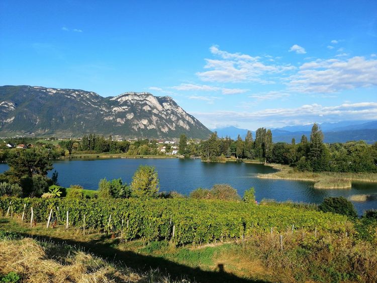 Vignoble de Savoie lac