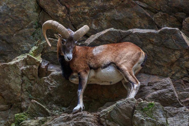 Parc animalier de Merlet