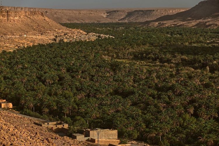 Palmeraie du Tafilalet