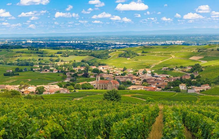 Vignes Fleurie Beaujolais