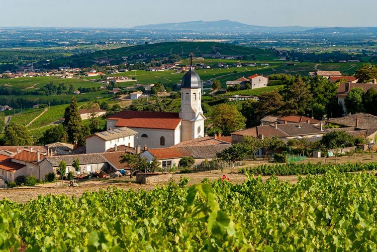 Vignes Chiroubles