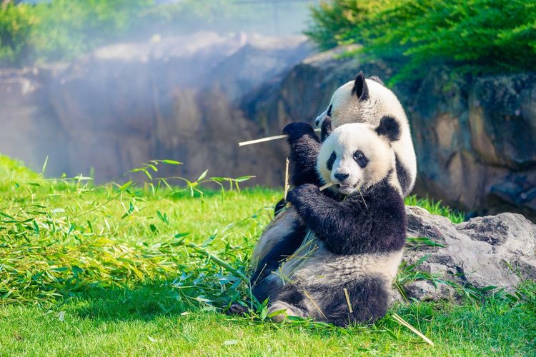ZooParc de Beauval