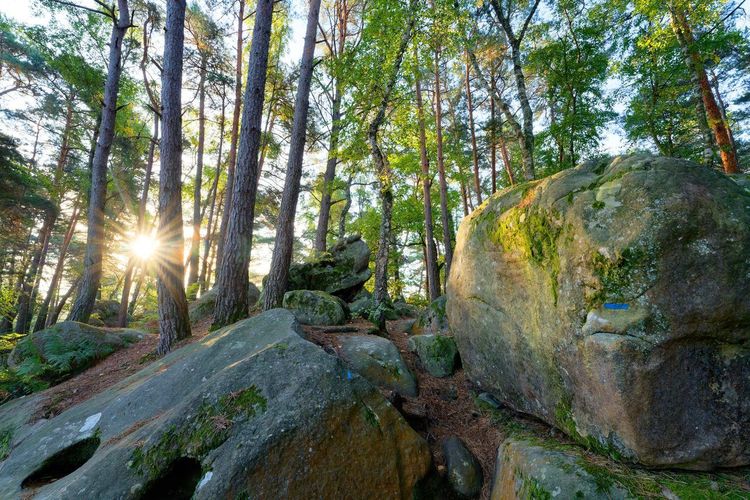 Forêt de Fontainebleau