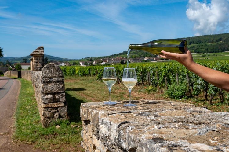 Puligny-Montrachet vignoble
